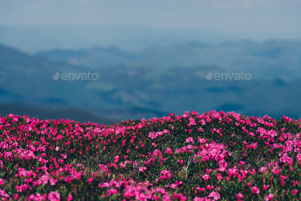 Magic pink rhododendron - Stock Photo - Images