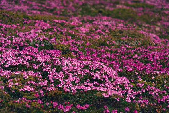 Magic pink rhododendron - Stock Photo - Images