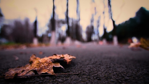 Yellow Leaves Lie on the Pavement and the Silhouette of a Man Moving Into the Distance alt