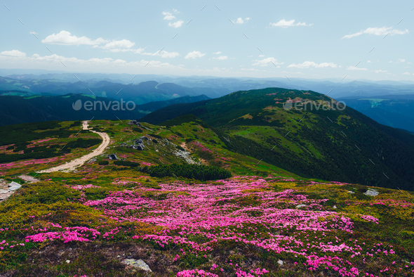Magic pink rhododendron - Stock Photo - Images