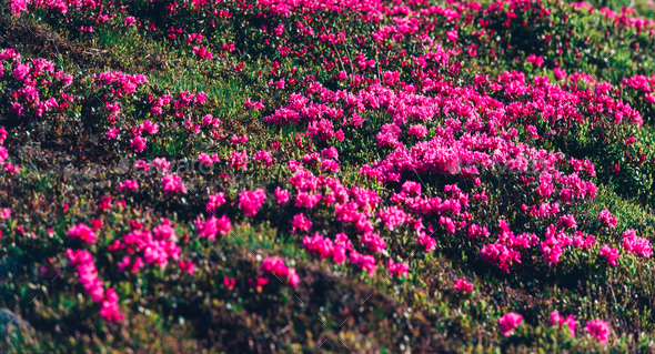 Magic pink rhododendron - Stock Photo - Images