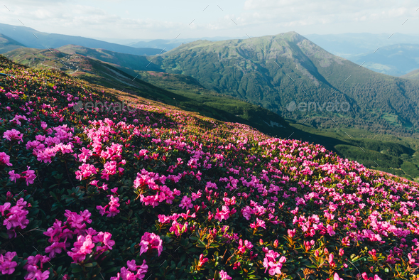 Magic pink rhododendron - Stock Photo - Images