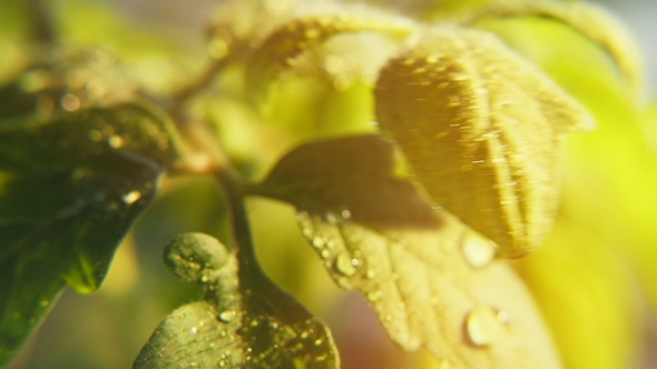Shining Drops of Rain Fall on Small Leaves of a Green Twig on a Sunny Day in Spring