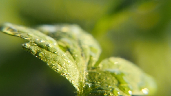 Torrents of Rain Fall on the Green Park Plant Leaves Under the Rays of Sun