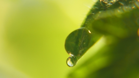 Shining Drops Hang and Roll From a Green Leaf in a Garden on a Sunny Day.