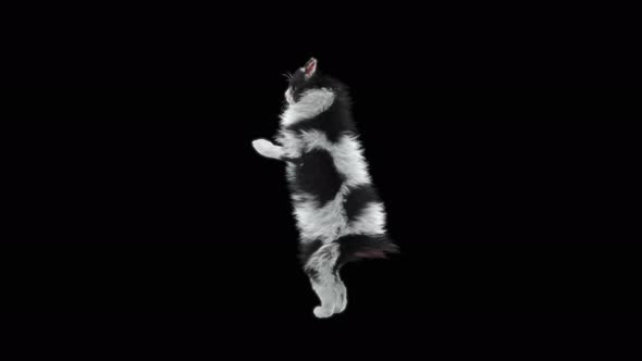 Cat Dancing 4K alt