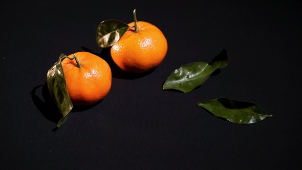 Two Citrus Mandarin with Leafes on Black Background alt