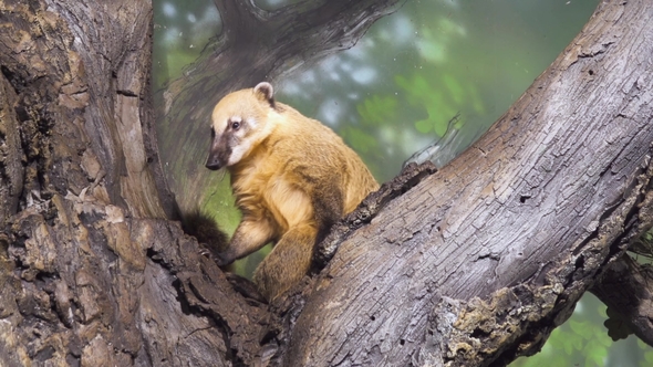 Animal on a Branch. Nasua, Coati, Wild Animal alt