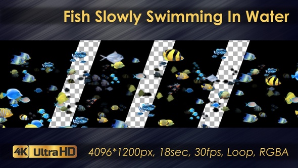 Fish Slowly Swiming alt