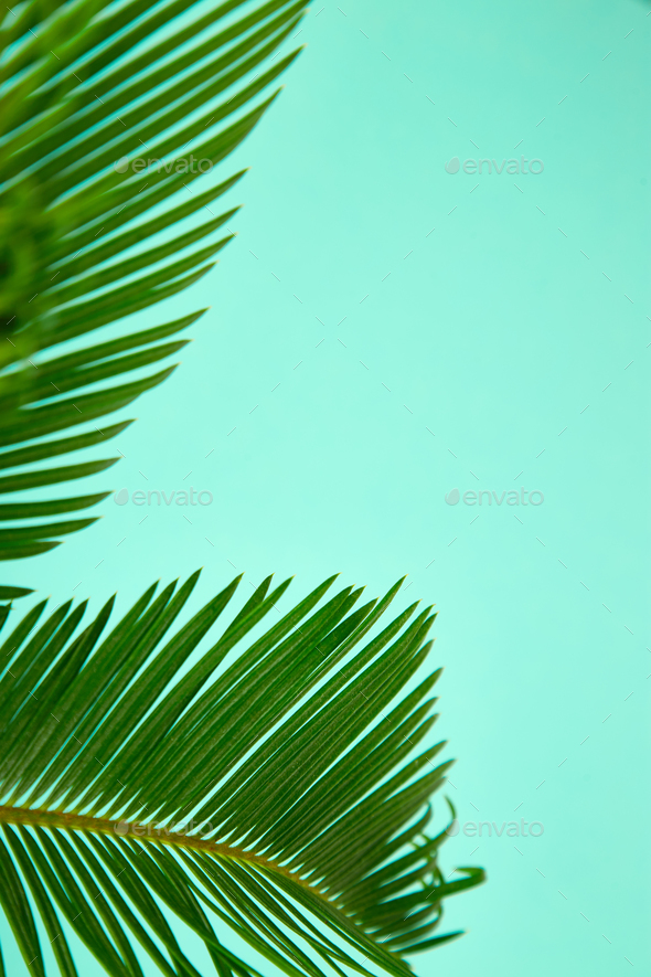 Summer green palm leave background Stock Photo by bondarillia | PhotoDune