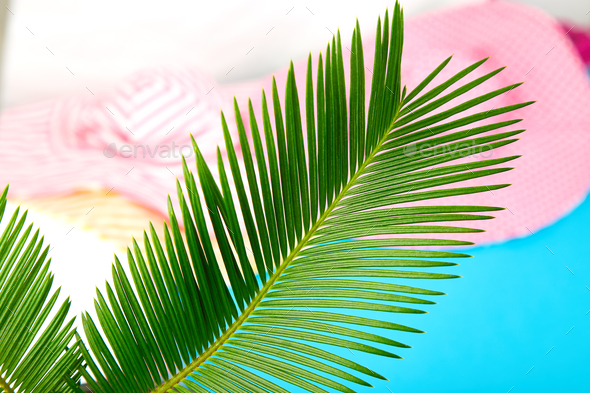 Summer outfit blurred. tropical palm leave Stock Photo by bondarillia
