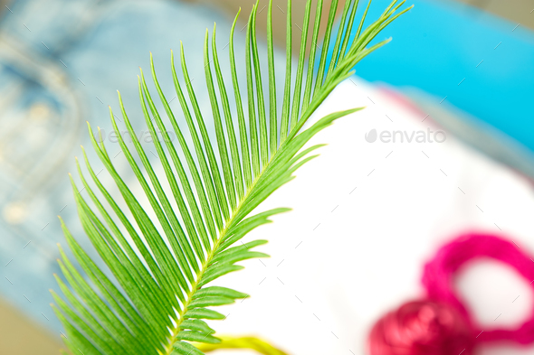 Summer outfit blurred. tropical palm leave Stock Photo by bondarillia