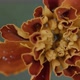 Red Tagete Petals Macro - VideoHive Item for Sale