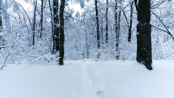 Snowy Branches in Forest. Winter Fairy Background alt