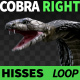 Cobra Right View Hisses - VideoHive Item for Sale