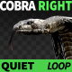 Cobra Right View Quiet - VideoHive Item for Sale