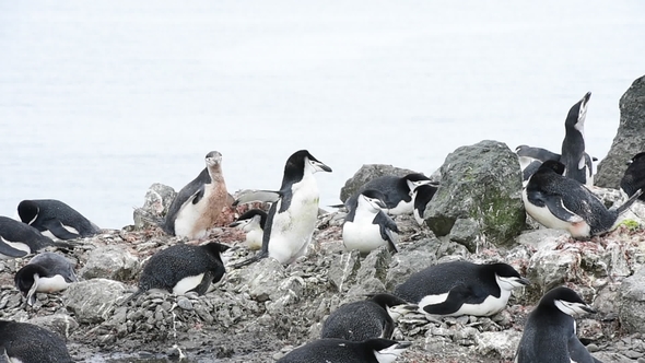 Chinstrap Penguins on the Nest