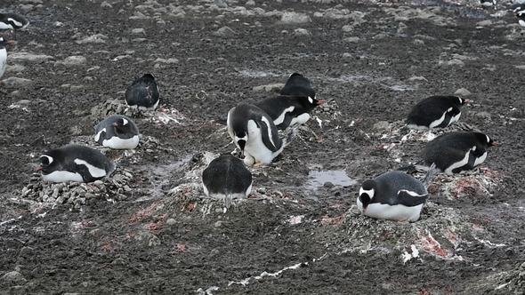 Gentoo Penguins on the Nest