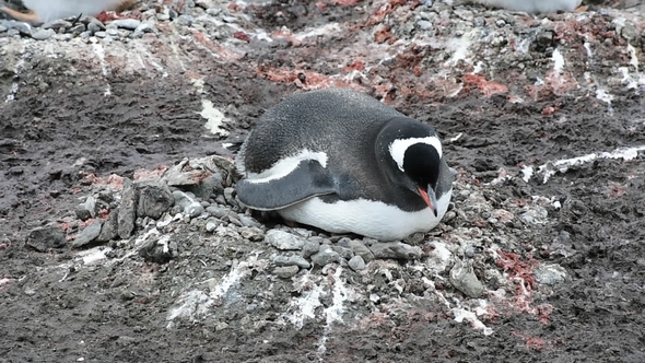Gentoo Penguins on the Nest