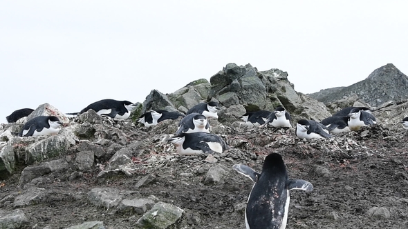 Chinstrap Penguins on the Nest