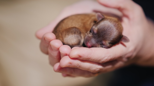 Newborn Australian Shepherd Puppy Sleeps on the Palm alt