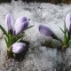 Snow Melting and Crocus Flower Blooming in Spring - VideoHive Item for Sale