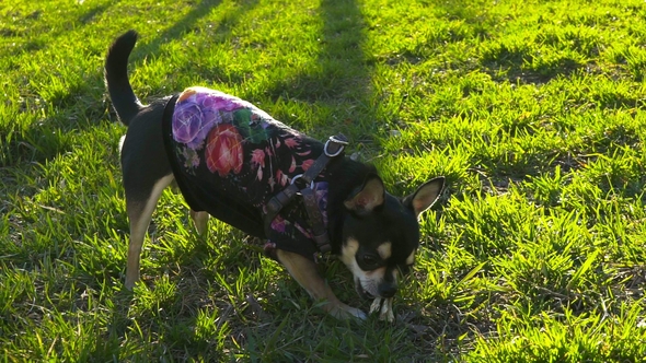 Little Dog Playing with a Stick