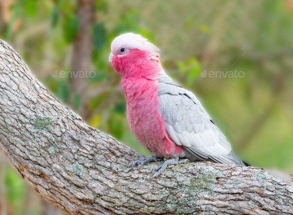 Galah in a Forest - Stock Photo - Images