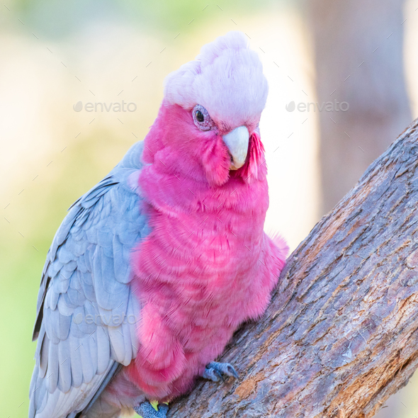 Galah Portrait - Stock Photo - Images