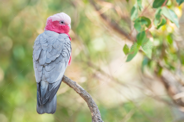 Galah in a Forest - Stock Photo - Images