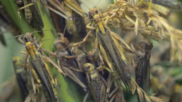 Several pairs of grasshoppers mating on plant in nature during daytime.Close up footage. alt