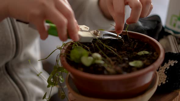 Cutting dead roots of intertwined home plant in a small pot alt