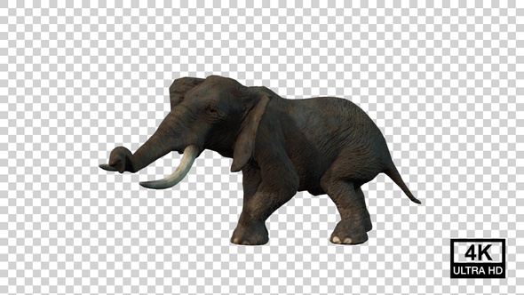 Elephant Death Side View alt
