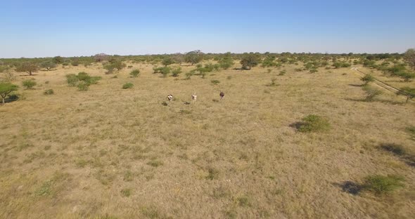 Aerial drone view of a herd of ostriches wild animals in a safari in Africa plains. alt