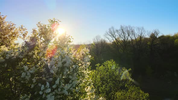 Aerial View of Blooming Garden with White Blossoming Trees in Early Spring at Sunset alt