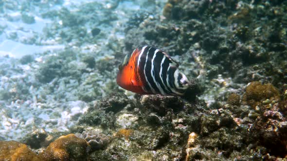 Underwater Video of Redbreasted Wrasse Swimming Among Coral Reefs in Andaman Sea alt
