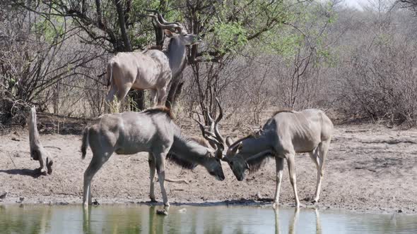 Two young Greater Kudu bulls playfully lock horns while play fighting. Telephoto shot. alt