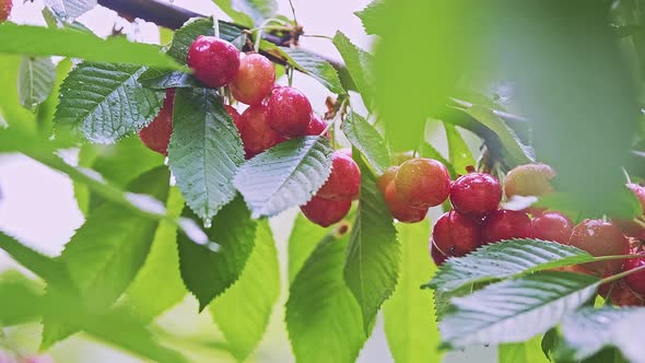 Red and Ripe Wild Cherry Fruits with Leaves Growing on a Tree