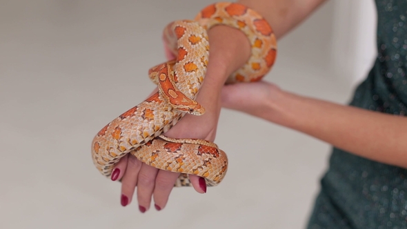 Snake on the Hand of the Girl alt