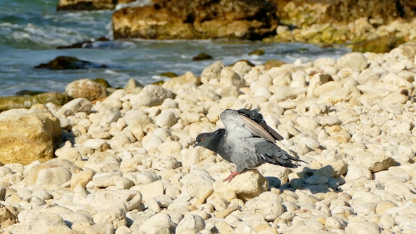 Pigeon on the Sea Beach