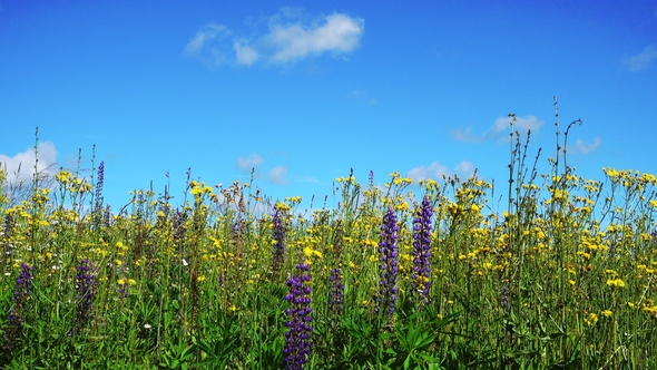 Beautiful Landscape with Flowers and Blue Sky alt