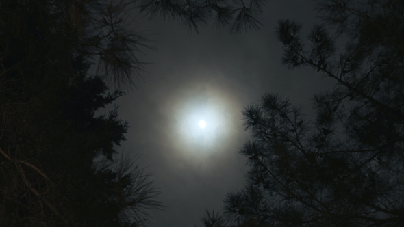 Forest, Moon and Flying Clouds alt