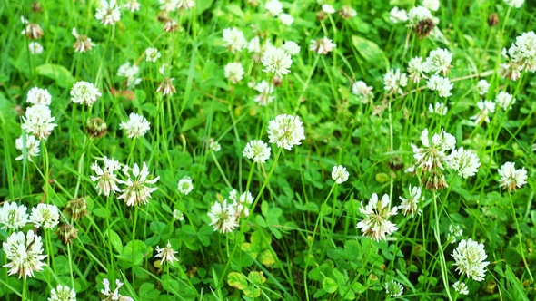 White Clover Flowers Field. Clover Field in the Garden., Stock Footage