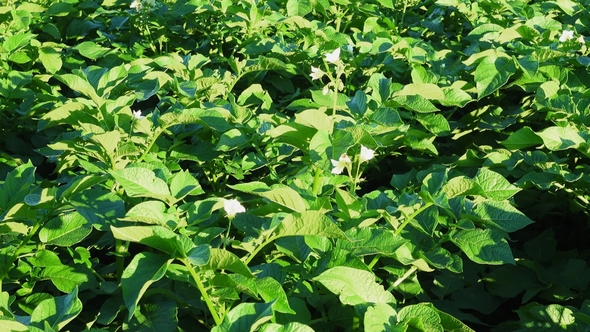 Blooming Green Potato Field