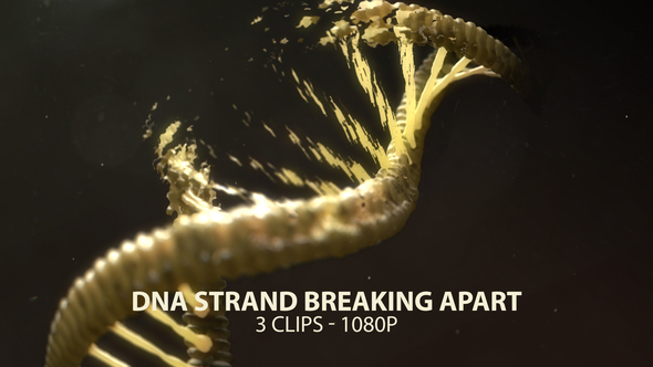 DNA Strand Breaking Apart