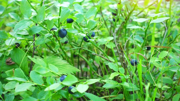 Fresh Blue Berries in a Forest alt