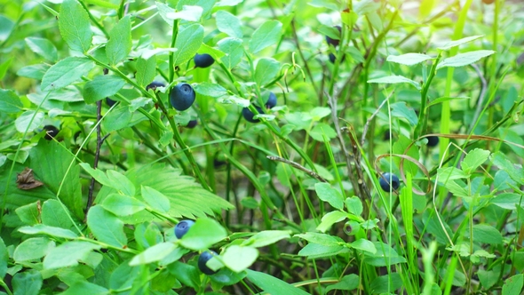 Fresh Blue Berries in a Forest. Raw Fresh Blueberries