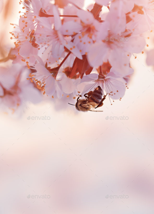 Little bee on the blooming cherry tree - Stock Photo - Images