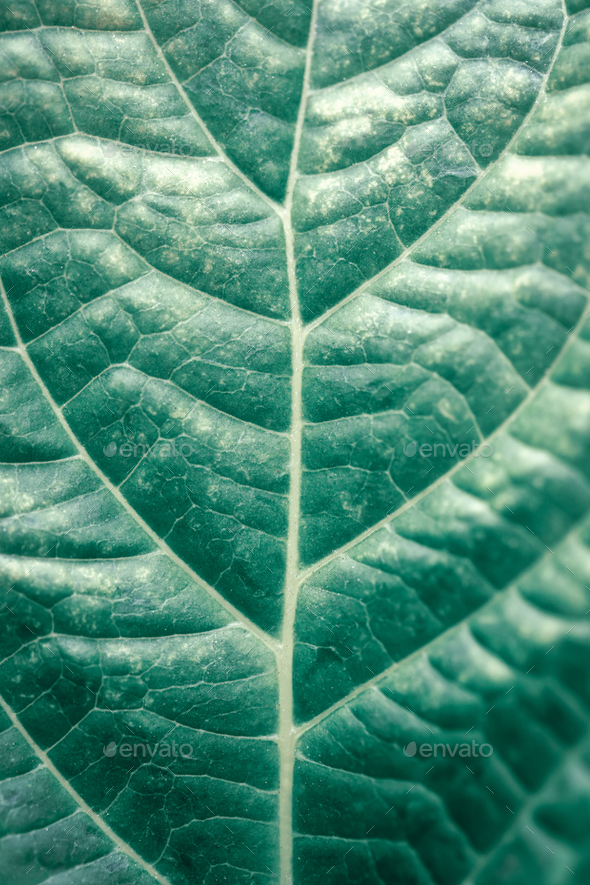 Green leaf background - Stock Photo - Images