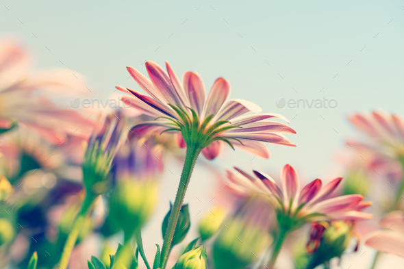 Daisy flower field - Stock Photo - Images